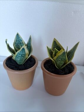 Two Fake Snake Plants with Pots and Realistic texture and Soil!